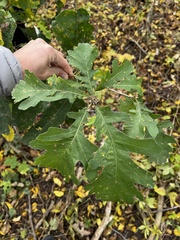 Quercus macrocarpa
