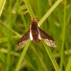 Bombyliidae