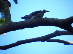 Myiodynastes luteiventris