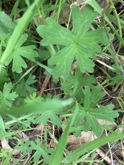 Geranium solanderi