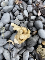 Porifera