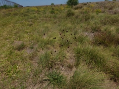 Eryngium sanguisorba