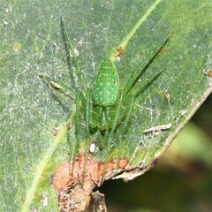 Araneus talipedatus