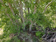 Vachellia californica