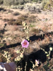 Malacothamnus fasciculatus