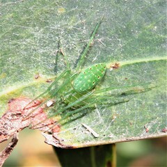 Araneus talipedatus