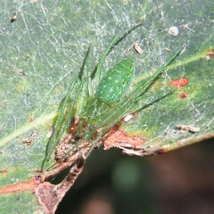 Araneus talipedatus