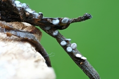 Diderma hemisphaericum