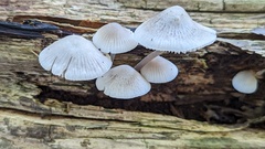 Mycena arcangeliana