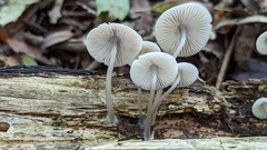 Mycena arcangeliana