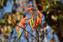 Erythrina mulungu