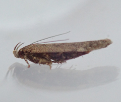 Bryotropha terrella