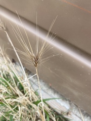 Hordeum