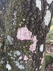 Herpothallon rubrocinctum