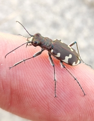 Cicindela hybrida