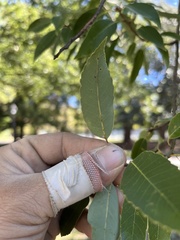 Quercus myrsinifolia