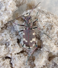 Cicindela hybrida