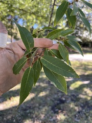Quercus myrsinifolia