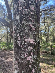 Herpothallon rubrocinctum