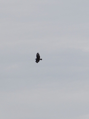 Buteo buteo
