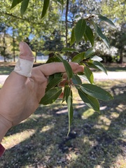 Quercus myrsinifolia