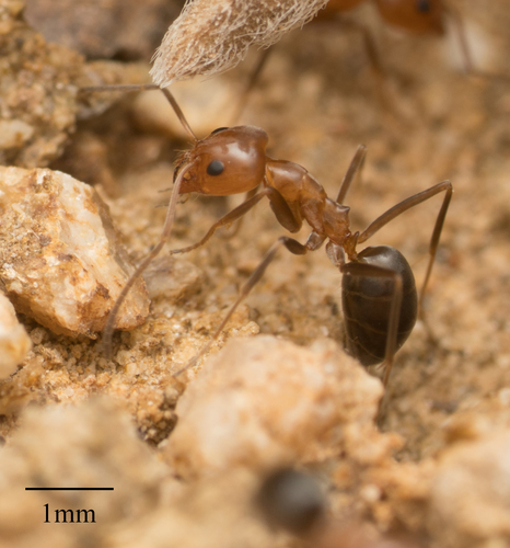 Bicolored Pyramid Ant photo 4