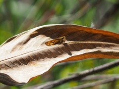Hylephila phyleus