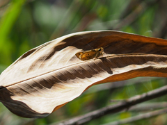 Hylephila phyleus