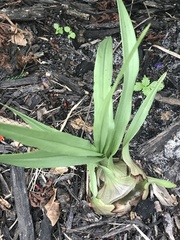 Eulophia graminea