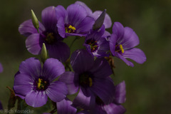 Eustoma russellianum