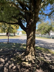 Quercus myrsinifolia