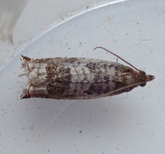 Ancylis achatana