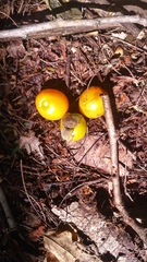 Gmelina