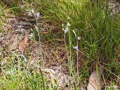 Thelymitra albiflora
