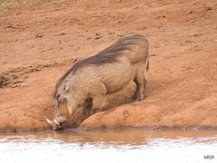 Phacochoerus africanus massaicus