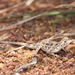 Agama sankaranica - Photo (c) John Sullivan, alguns direitos reservados (CC BY-SA), uploaded by John Sullivan
