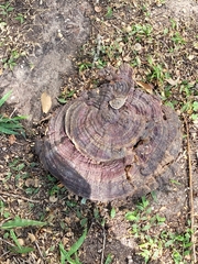 Ganoderma polychromum