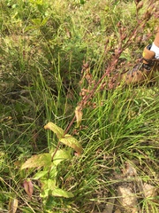 Penstemon brevisepalus