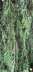 Juniperus communis