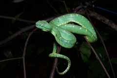 Atheris chlorechis