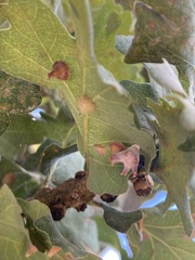 Cynips douglasii