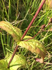 Penstemon brevisepalus
