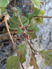 Disholcaspis eldoradensis