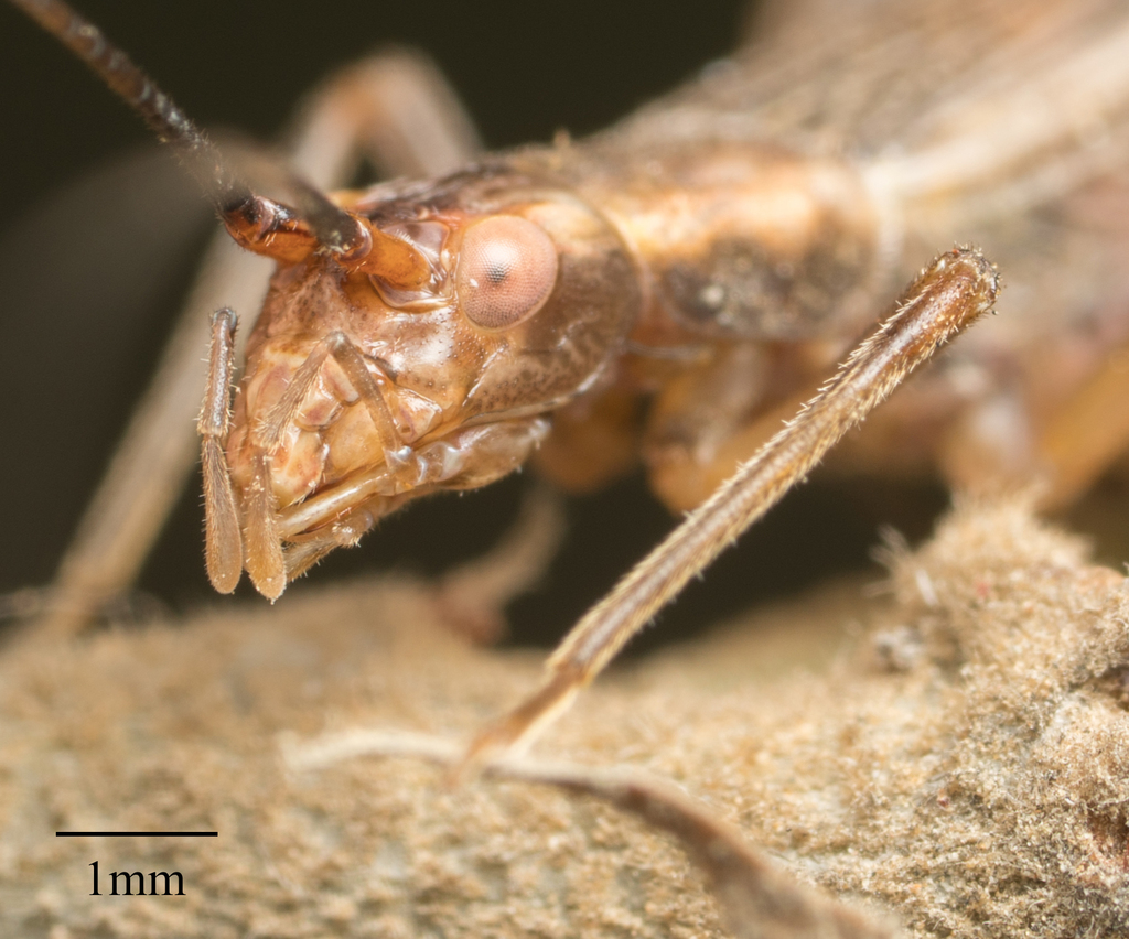 Western Tree Cricket