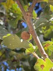 Burnettweldia washingtonensis