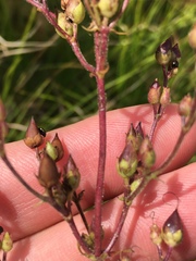 Penstemon brevisepalus