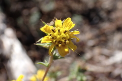 Centromadia parryi australis