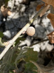 Burnettweldia washingtonensis