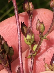 Penstemon brevisepalus