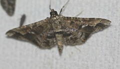 Merodictya marmorata